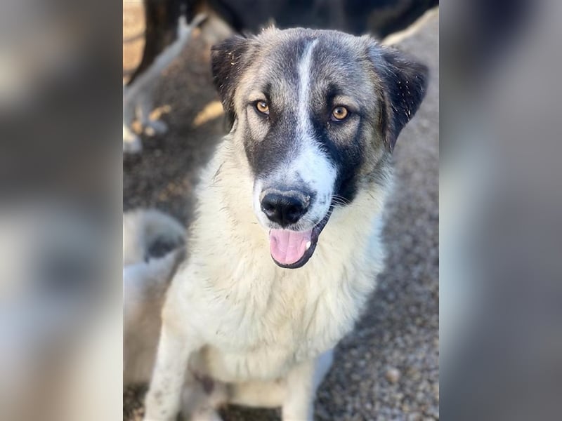 Joel, geb. ca. 01/2023, lebt in GRIECHENLAND, im städt. Tierheim Serres