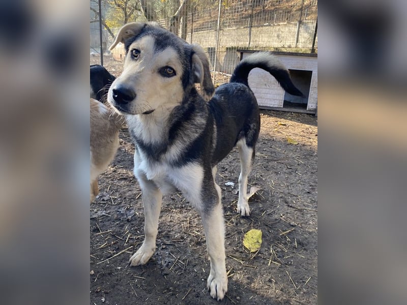 Vojan, geb. ca. 05/2024, lebt in GRIECHENLAND, im städt. Tierheim Serres