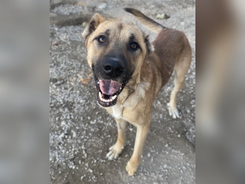 Bendix, geb. ca. 10/2022, lebt in GRIECHENLAND, im städt. Tierheim Serres