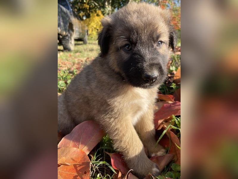 Kalani, geb. ca. 09/2025, lebt in GRIECHENLAND, auf einem Gelände, auf dem die Hunde notdürftig vers