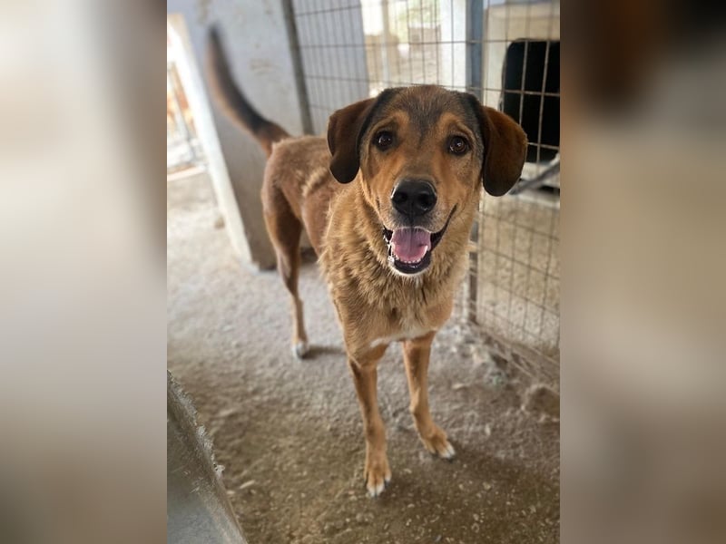 Mikosch, geb. ca. 01/2024, lebt in GRIECHENLAND, im städt. Tierheim Serres