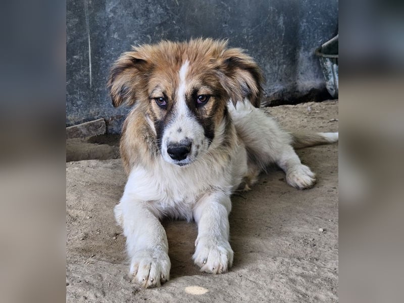 Barkley, geb. ca. 10/2024, lebt in GRIECHENLAND, auf einer privaten Pflegestelle