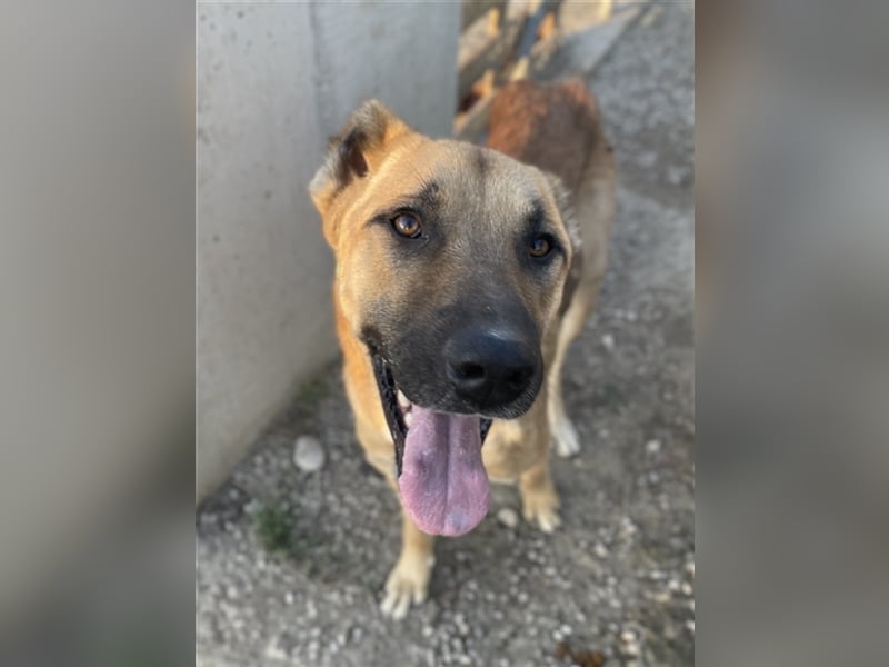 Bendix, geb. ca. 10/2022, lebt in GRIECHENLAND, im städt. Tierheim Serres