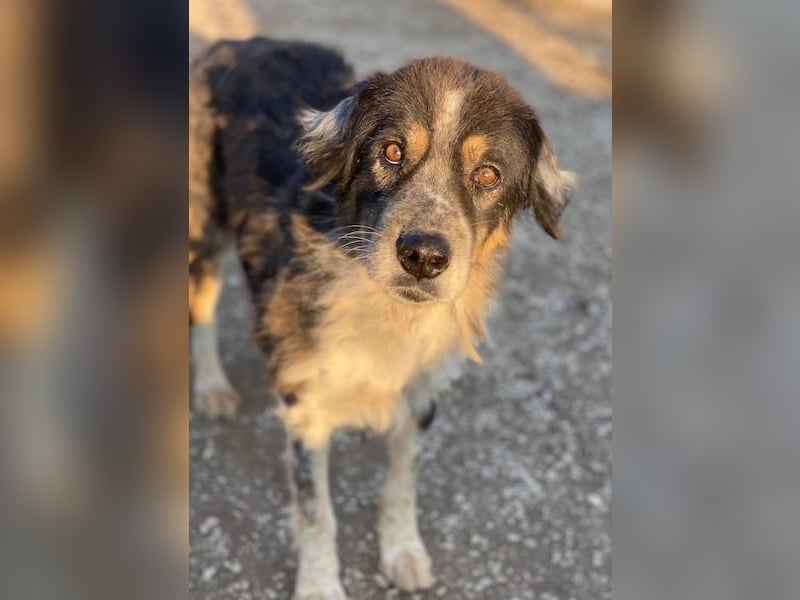 Bente, geb. ca. 04/2020, lebt in GRIECHENLAND, im städt. Tierheim Serres