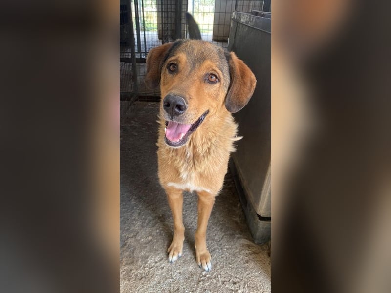 Mikosch, geb. ca. 01/2024, lebt in GRIECHENLAND, im städt. Tierheim Serres