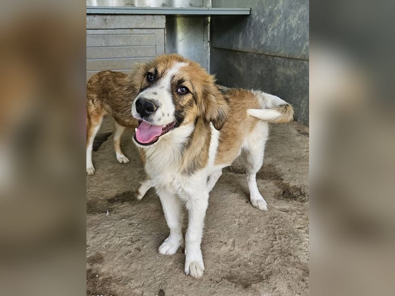 Barkley, geb. ca. 10/2024, lebt in GRIECHENLAND, auf einer privaten Pflegestelle