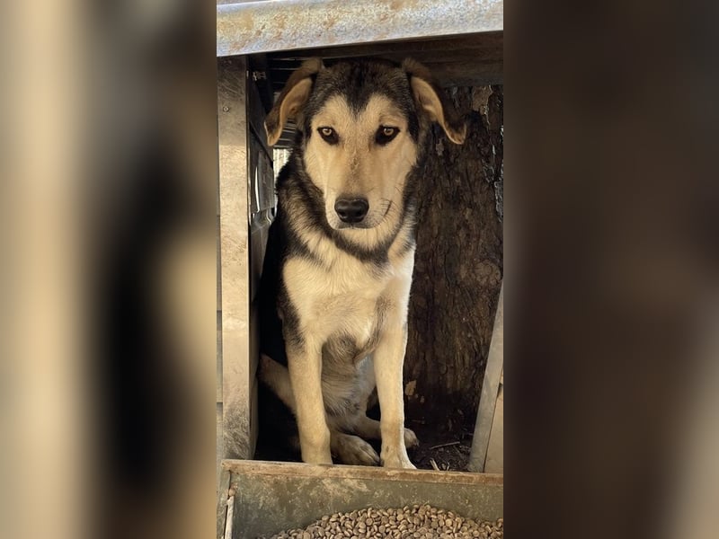 Vojan, geb. ca. 05/2024, lebt in GRIECHENLAND, im städt. Tierheim Serres