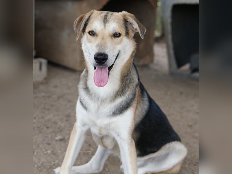 Leo, geb. ca. 12/2023, lebt in GRIECHENLAND, im städt. Tierheim Serres