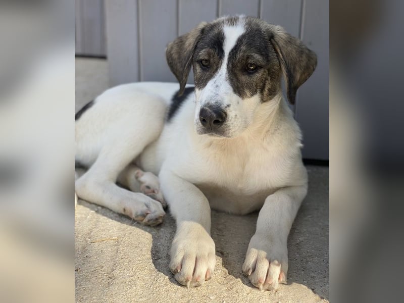 Adele, geb. ca. 02/2024, lebt in GRIECHENLAND, im städt. Tierheim Serres