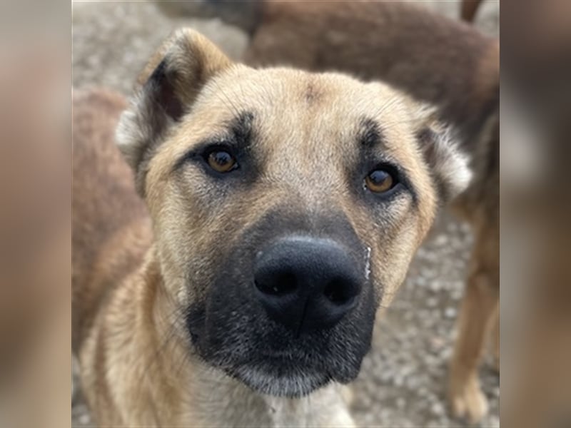 Bendix, geb. ca. 10/2022, lebt in GRIECHENLAND, im städt. Tierheim Serres