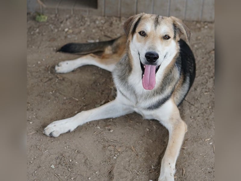 Leo, geb. ca. 12/2023, lebt in GRIECHENLAND, im städt. Tierheim Serres