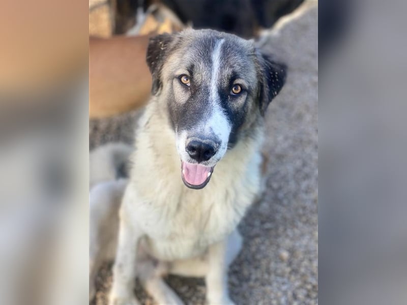 Joel, geb. ca. 01/2023, lebt in GRIECHENLAND, im städt. Tierheim Serres