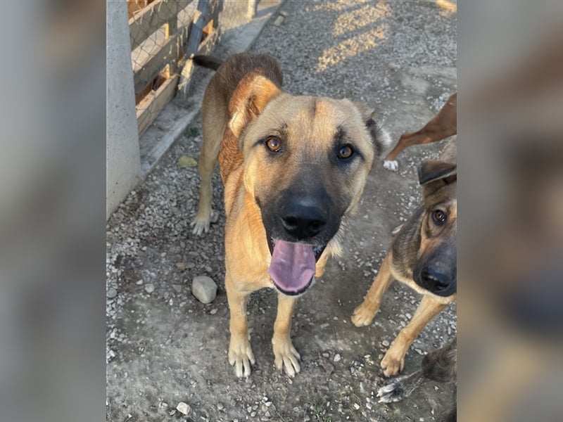 Bendix, geb. ca. 10/2022, lebt in GRIECHENLAND, im städt. Tierheim Serres