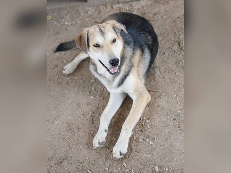 Leo, geb. ca. 12/2023, lebt in GRIECHENLAND, im städt. Tierheim Serres