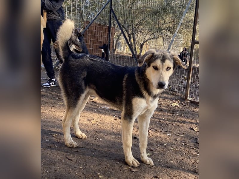Vojan, geb. ca. 05/2024, lebt in GRIECHENLAND, im städt. Tierheim Serres