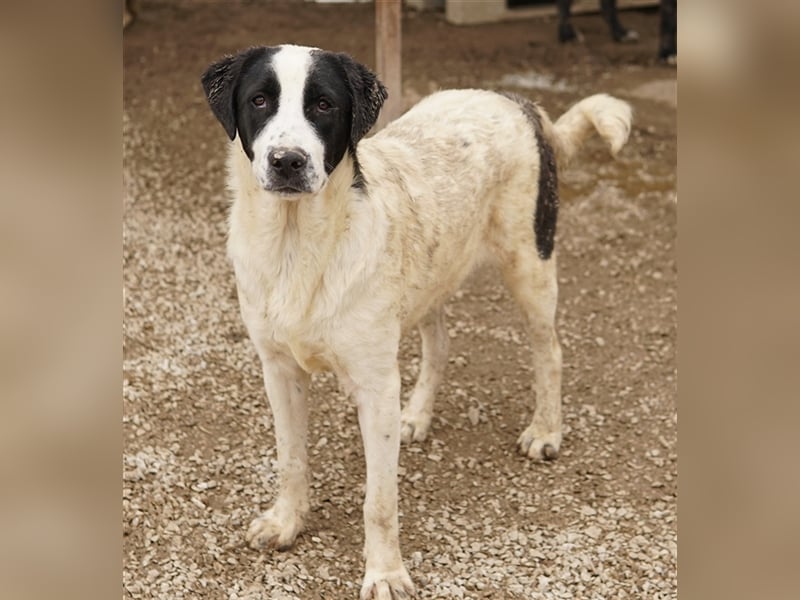 Emil, geb. ca. 09/2022, lebt in GRIECHENLAND, auf einer privaten Pflegestelle