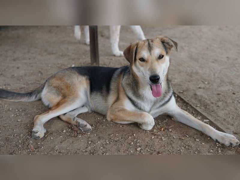 Leo, geb. ca. 12/2023, lebt in GRIECHENLAND, im städt. Tierheim Serres