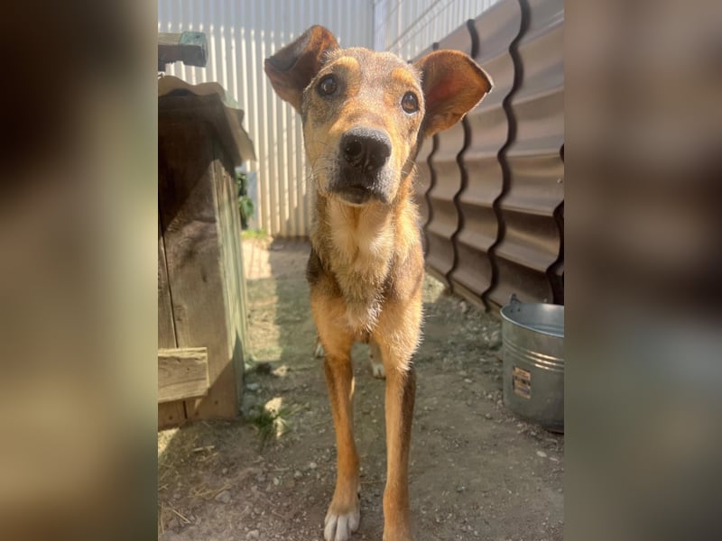 lernwillige AIKA sucht ihr Zuhause