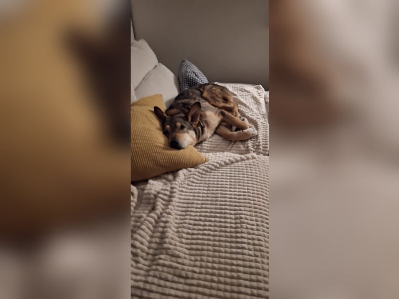 lernwillige AIKA sucht ihr Zuhause