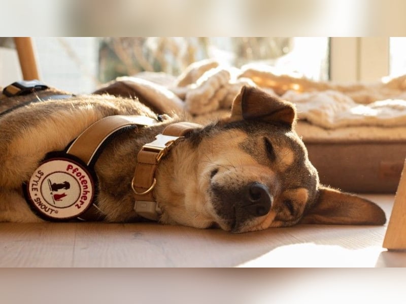 AIKA - liebenswerte Seniorin sucht ihr eigenes Zuhause