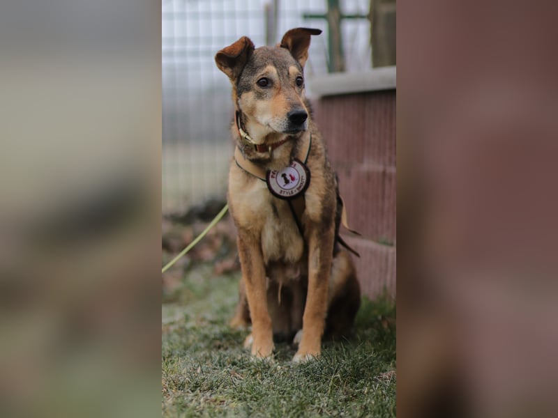 AIKA - sanfte, liebenswerte Hündin sucht Geduld & Vertrauen