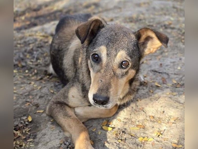 lernwillige AIKA sucht ihr Zuhause