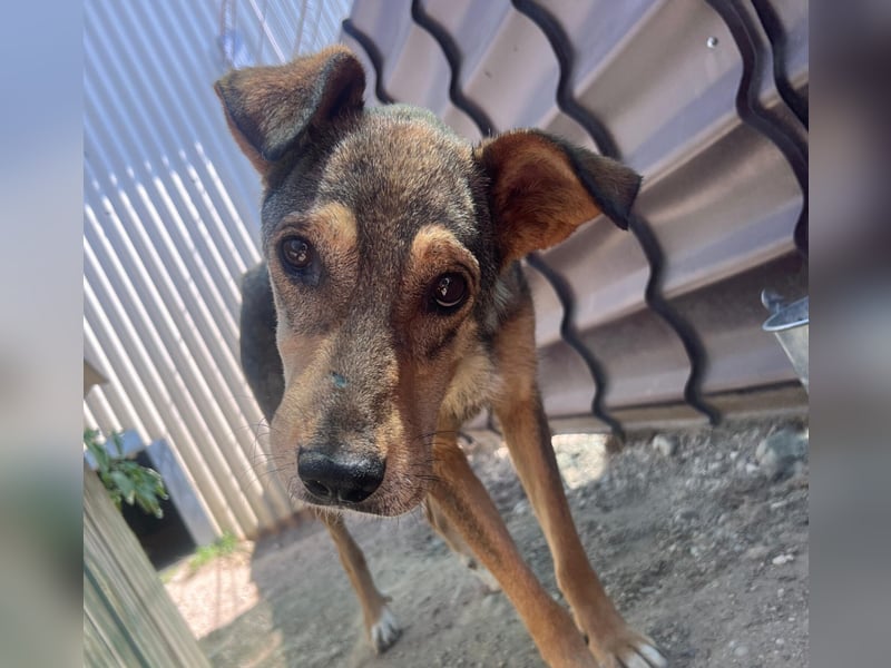 lernwillige AIKA sucht ihr Zuhause