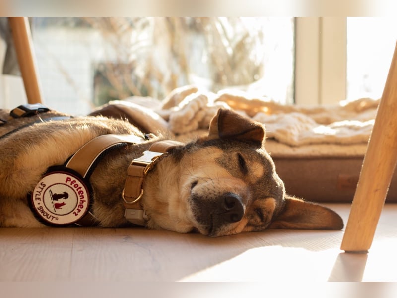 lernwillige AIKA sucht ihr Zuhause