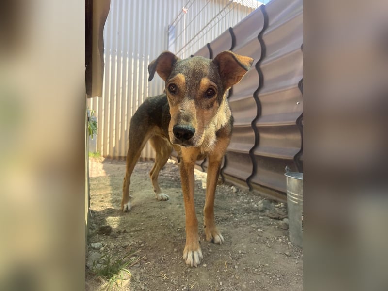 lernwillige AIKA sucht ihr Zuhause