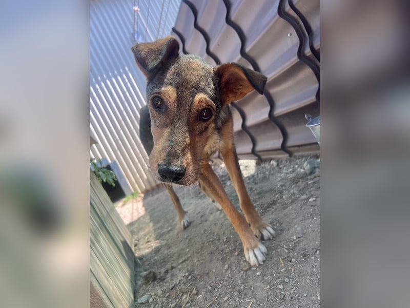 AIKA - sanfte, liebenswerte Hündin sucht Geduld & Vertrauen