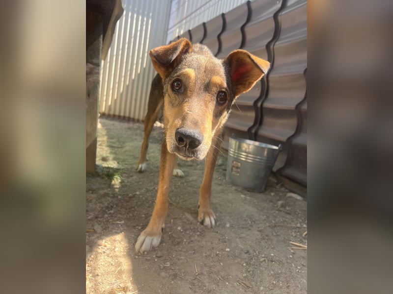 AIKA - sanfte, liebenswerte Hündin sucht Geduld & Vertrauen