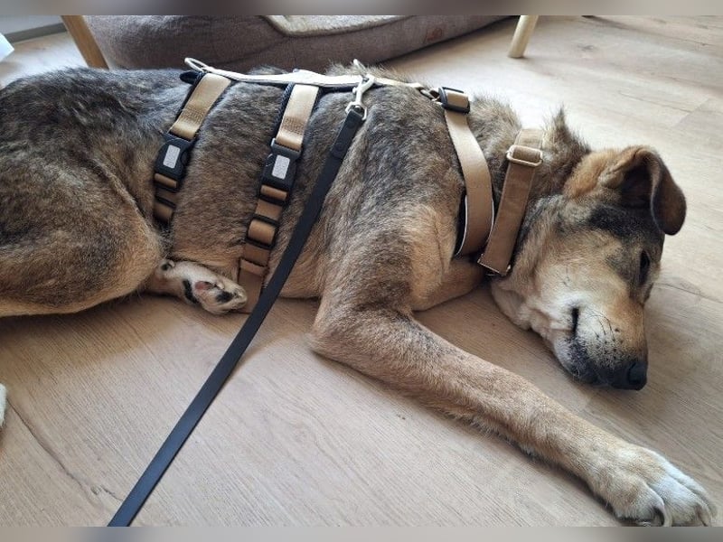 lernwillige AIKA sucht ihr Zuhause