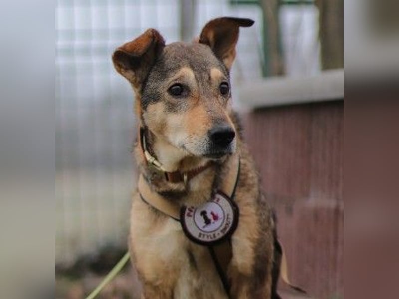 AIKA - sanfte, liebenswerte Hündin sucht Geduld & Vertrauen
