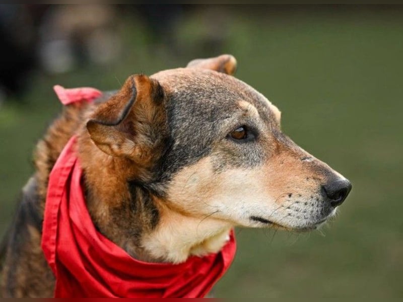 AIKA - liebenswerte Seniorin sucht ihr eigenes Zuhause