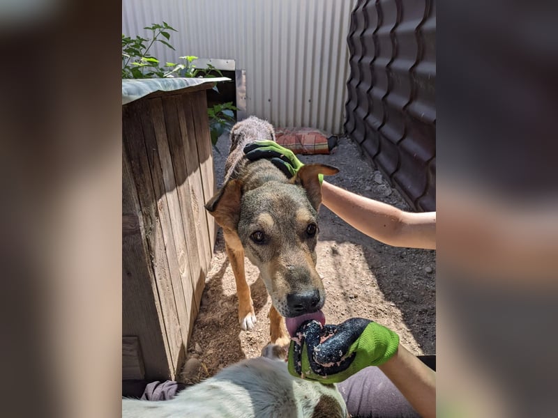 AIKA - sanfte, liebenswerte Hündin sucht Geduld & Vertrauen