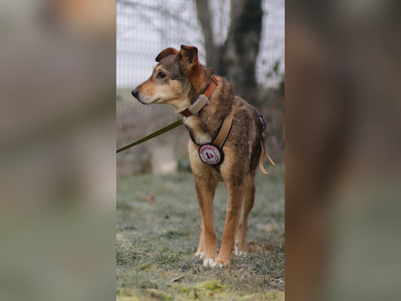 AIKA - sanfte, liebenswerte Hündin sucht Geduld & Vertrauen