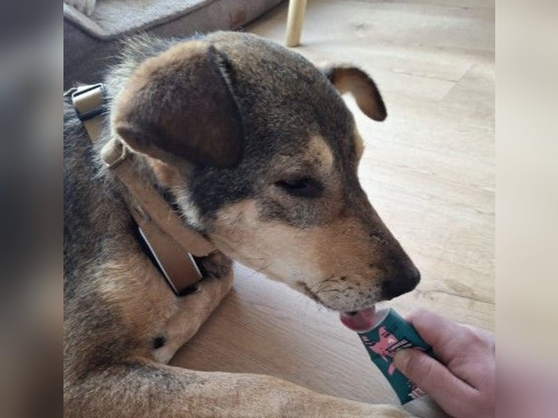 AIKA - sanfte, liebenswerte Hündin sucht Geduld & Vertrauen