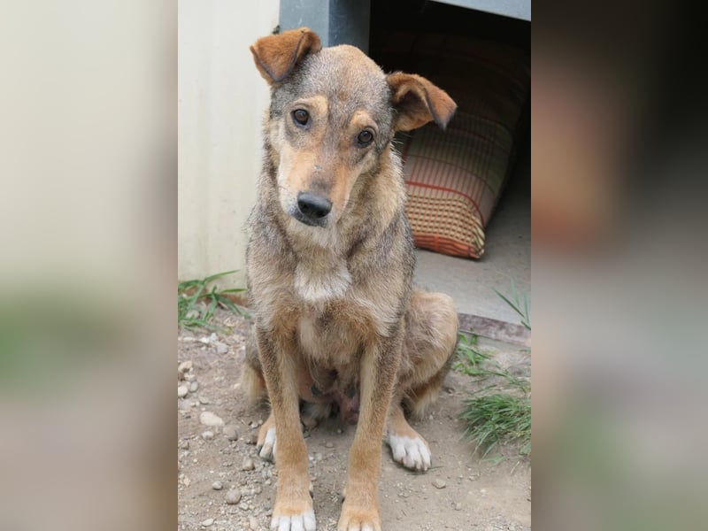 AIKA - sanfte, liebenswerte Hündin sucht Geduld & Vertrauen