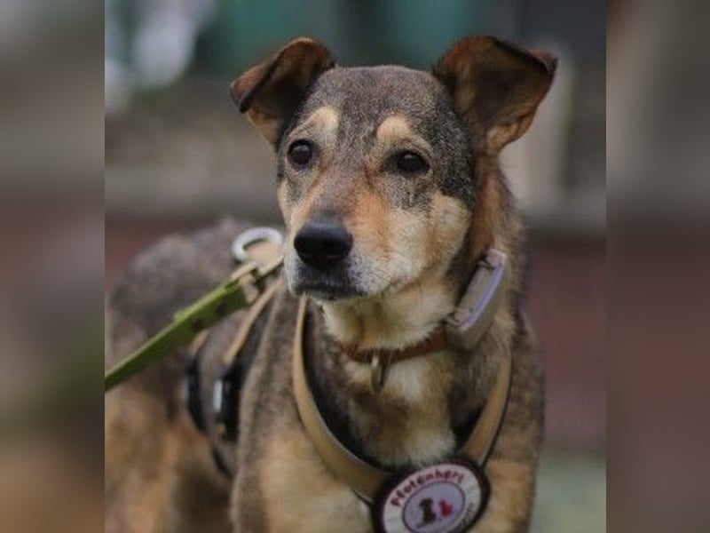 AIKA - sanfte, liebenswerte Hündin sucht Geduld & Vertrauen