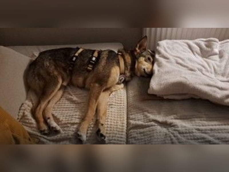 AIKA - liebenswerte Seniorin sucht ihr eigenes Zuhause