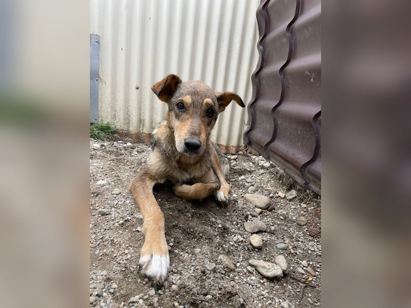 AIKA - sanfte, liebenswerte Hündin sucht Geduld & Vertrauen