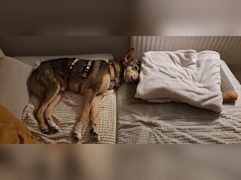 lernwillige AIKA sucht ihr Zuhause