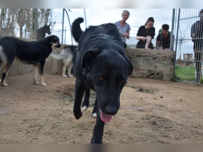lieber Andrea wartet auf seine Chance auf ein sein Zuhause