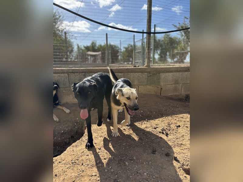 lieber Pippo wünscht sich sein Zuhause zum ankommen