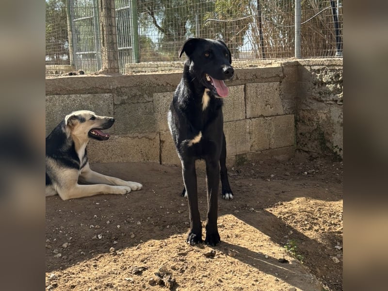 lieber Andrea wartet auf seine Chance auf ein sein Zuhause