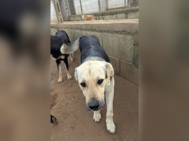 lieber Pippo wünscht sich sein Zuhause zum ankommen