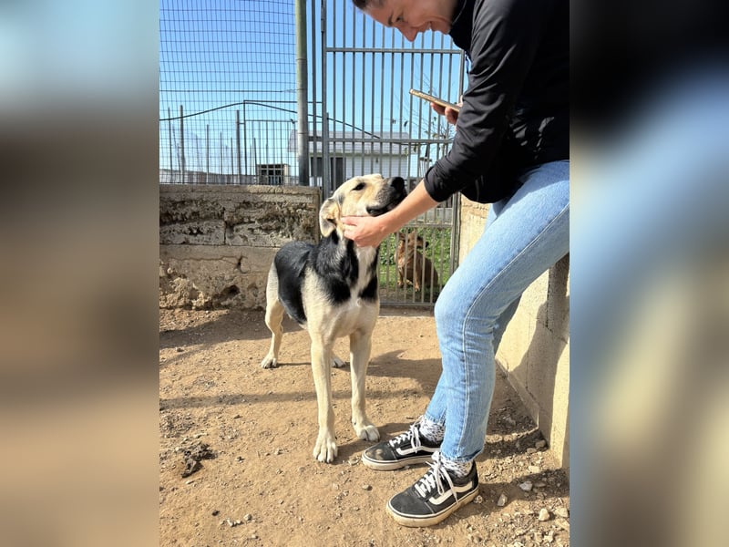 lieber Pippo wünscht sich sein Zuhause zum ankommen