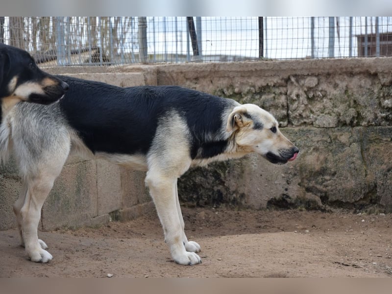 lieber Pippo wünscht sich sein Zuhause zum ankommen