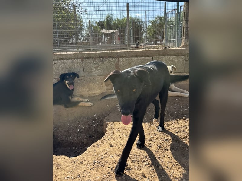 lieber Andrea wartet auf seine Chance auf ein sein Zuhause
