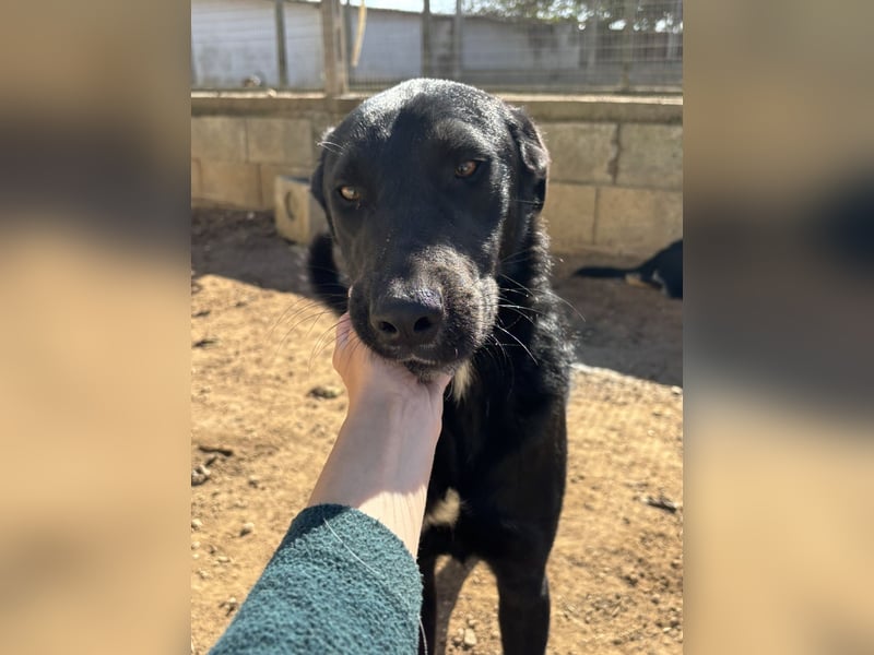 lieber Andrea wartet auf seine Chance auf ein sein Zuhause